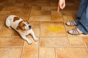 Како да го исчистите кучето од мочање и измет од подот
