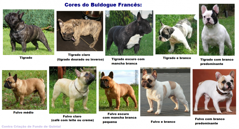 Färger tillåtna och förbjudna i rasen fransk bulldogg