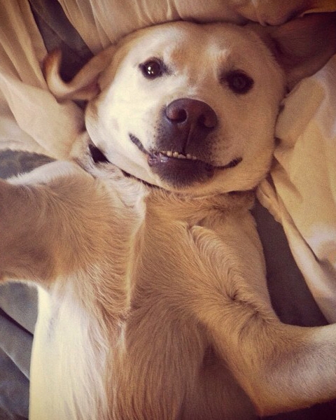 Hundar som tar selfies