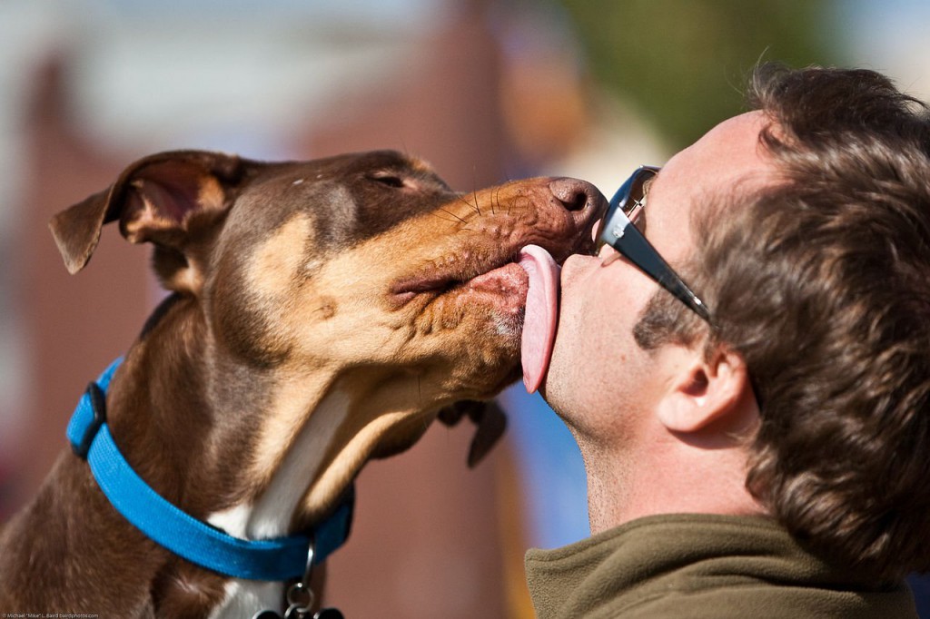 Možemo li pustiti psa da nam liže usta?