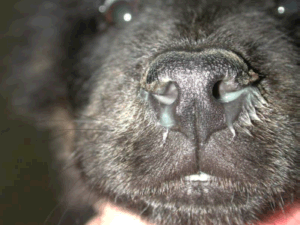 Per què el nas del gos està fred i humit?