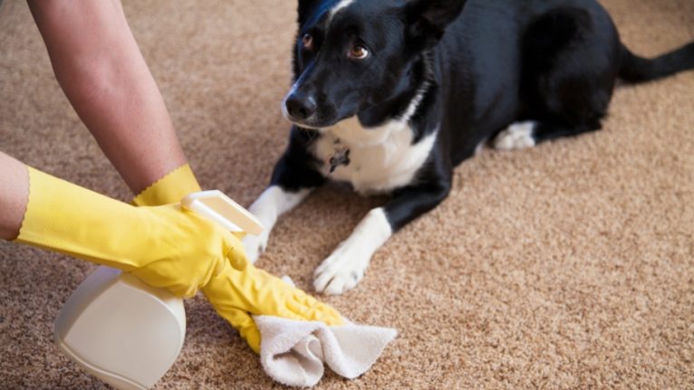8 tips för att få bort hundlukt från ditt hem