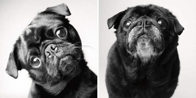 دلچسپ کتے کی تصاویر: کتے سے لے کر بڑھاپے تک