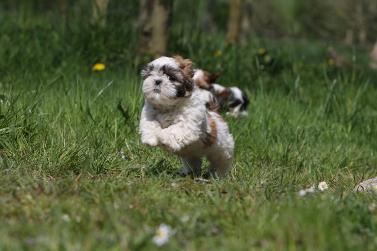 10 bilder visar att Shih Tzu är en av de sötaste hundarna