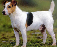 Alles oer de Jack Russell Terrier ras