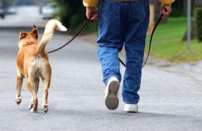 Por que debería pasear ao meu can - A importancia de pasear ao meu can