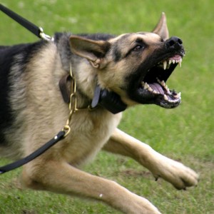 Qeni agresiv: Çfarë e shkakton agresionin?