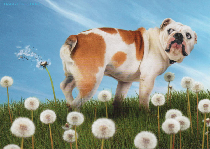 25 razones para no tener un Bulldog (inglés o francés)