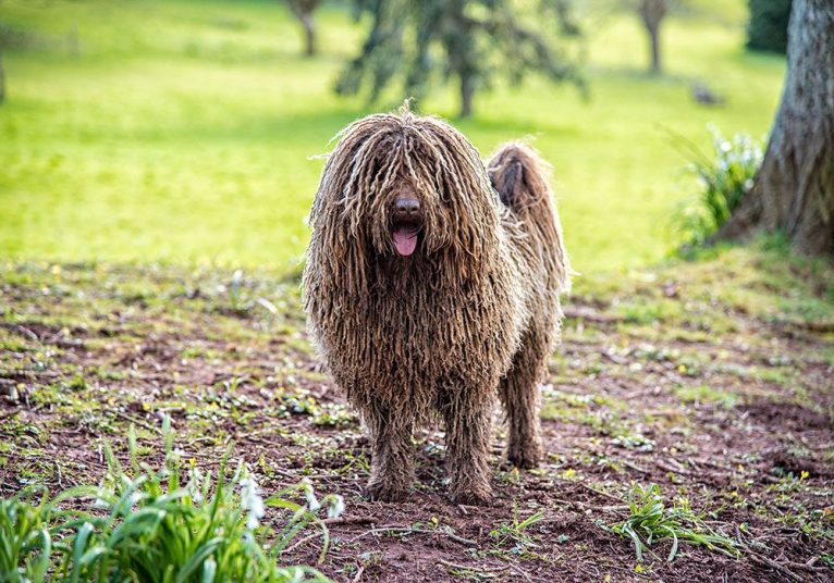 दुनिया में कुत्तों की 10 सबसे अजीब नस्लें