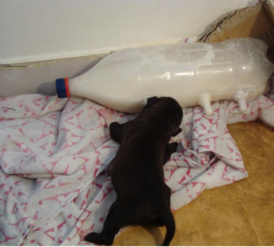 یتیم نوزائیدہ کتوں کو دودھ پلانے کا طریقہ