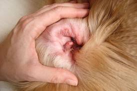 Otitis bei Hunden - Ursachen, Symptome, Diagnose und Behandlung