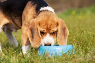14 regler att följa när du matar din hund