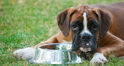 До каква възраст кученцето се храни с храна за кученца?