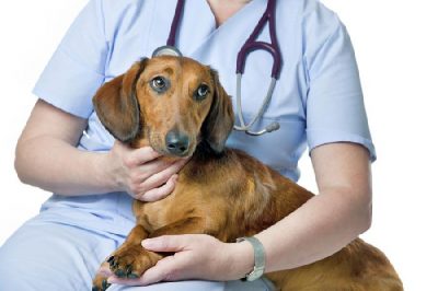 狗的肾衰竭：原因、症状和治疗