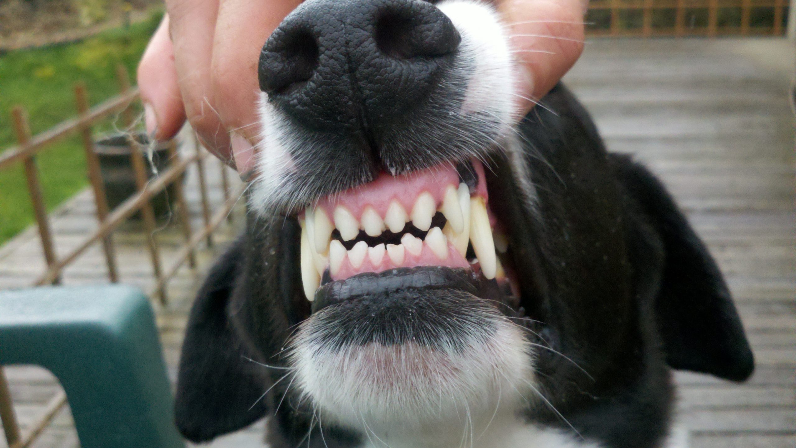 Gingivit och parodontit hos hundar