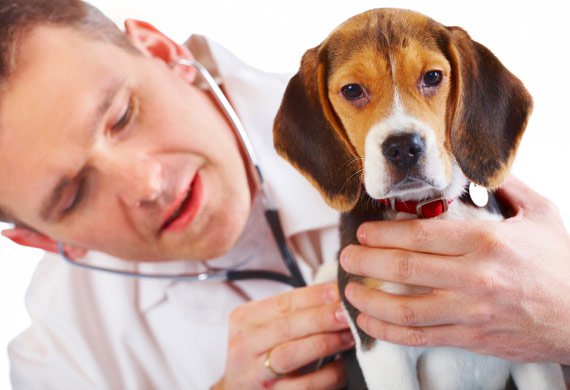11 tecken på att du måste ta din hund till veterinären