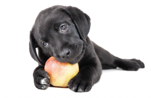14 livsmedel som hjälper till att förebygga cancer hos hundar