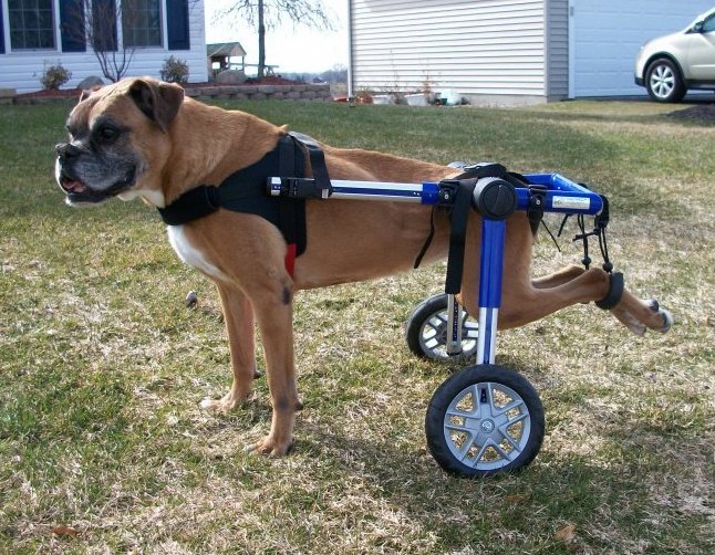 Höft-femoral dysplasi - Paraplegiska och tetraplegiska hundar