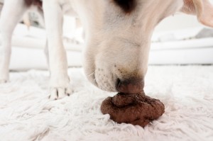 Koprofagi: min hund äter bajs!